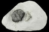 Wide Eldredgeops Trilobite Fossil With Horn Coral - New York #188828-2